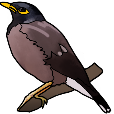 a common myna facing the right, perched on a branch.